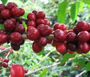 Coffee Cherry