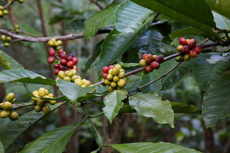 Coffea Charrieriana, Charrier coffee